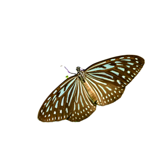 A Butterfly Sitting On Top Of A Purple Flower