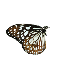 A Butterfly Sitting On Top Of A White Flower