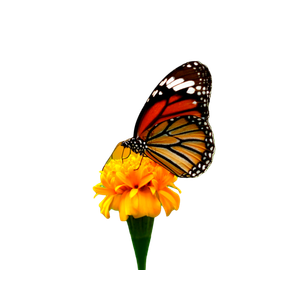 A Butterfly Sitting On Top Of A Yellow Flower