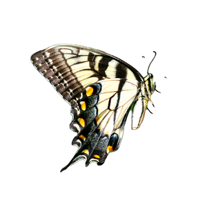A Butterfly That Is Sitting On A Flower