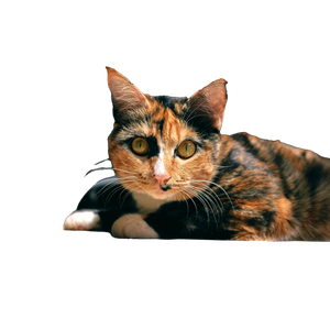 A Calico Cat Laying On The Floor Looking At The Camera - Cat PNG image with transparent background