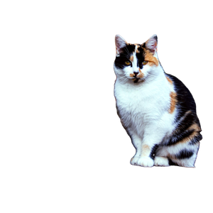 A Calico Cat Sitting On Top Of A Piece Of Wood – cat PNG with transparent background