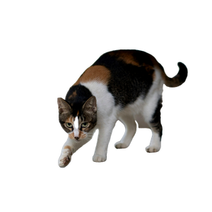 A Calico Cat Walking Around On A Sidewalk