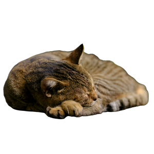 A Cat And A Dog Sleeping