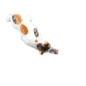 A Cat Eating A Piece Of Food On The Ground – cat PNG with transparent background
