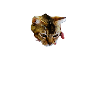 A Cat Is Being Petted By A Person – cat PNG with transparent background