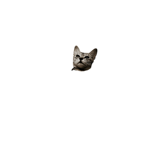 Related cat image: A Cat Is Peeking Out From Behind A Wall