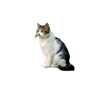 Related cat image: A Cat Is Sitting On A Brick Walkway