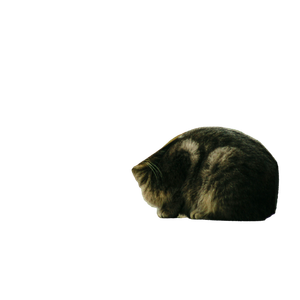 A Cat Is Sitting On A Stair Railing – cat PNG with transparent background