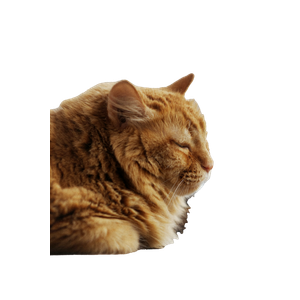 A Cat Is Sleeping On A Window Sill