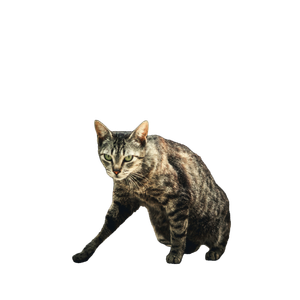 A Cat Is Walking On The Ground Outside