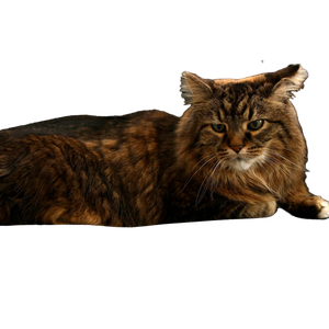 A Cat Laying On A Couch Next To A Pillow - Cat PNG image with transparent background