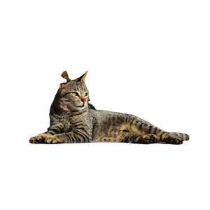 A Cat Laying On The Ground Next To A Red Pole - Cat PNG image with transparent background