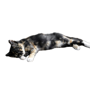 Related cat image: A Cat Laying On The Ground Next To A Rock