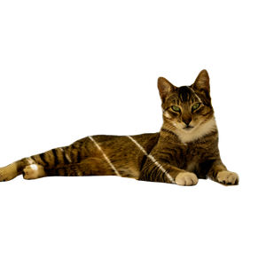 A Cat Laying On The Ground Next To A Yellow Bench – cat PNG with transparent background
