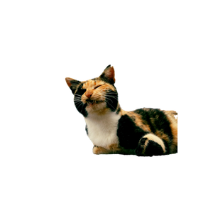 A Cat Laying On The Ground Next To The Ocean – cat PNG with transparent background