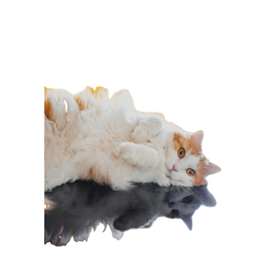A Cat Lying On Its Back – cat PNG with transparent background