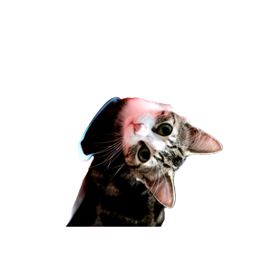 A Cat Peeking Out From Behind A Red Object – cat PNG with transparent background