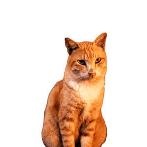 A Cat Sitting Looking At The Camera - Cat PNG image with transparent background