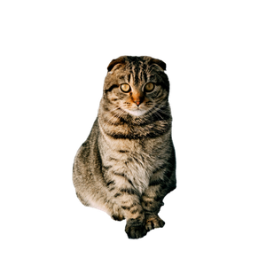 A Cat Sitting Next To A Tree In The Snow - Cat PNG image with transparent background