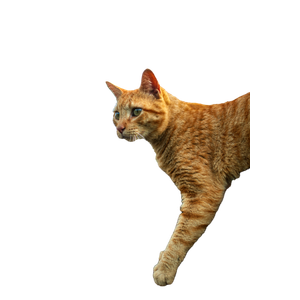 A Cat Sitting On A Fence - Cat PNG image with transparent background