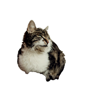 A Cat Sitting On A Rug – cat PNG with transparent background