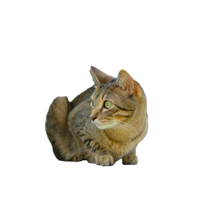 A Cat Sitting On A Step Next To A Bowl – cat PNG with transparent background