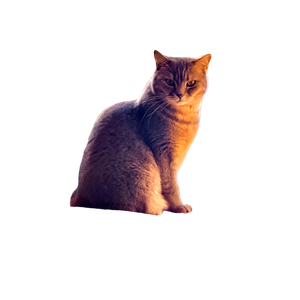A Cat Sitting On The Arm Of A Couch - Cat PNG image with transparent background
