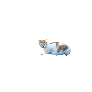 A Cat Sitting On The Edge Of A Boat – cat PNG with transparent background