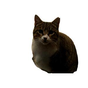 Related cat image: A Cat Sitting On The Floor Looking At The Camera