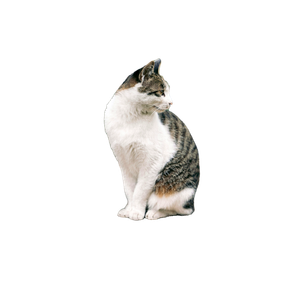 A Cat Sitting On The Ground In Front Of A Bush - Cat PNG image with transparent background