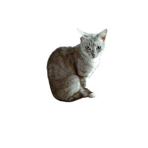 A Cat Sitting On The Ground In Front Of Some Chairs – cat PNG with transparent background
