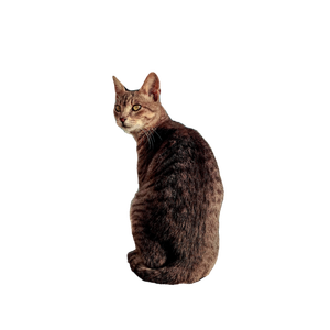 A Cat Sitting On The Ground Next To A Building - Cat PNG image with transparent background