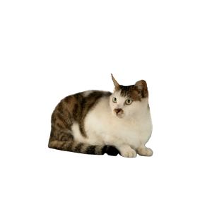 A Cat Sitting On The Ground Under A Car – cat PNG with transparent background