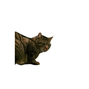 A Cat Sitting On The Hood Of A Car – cat PNG with transparent background