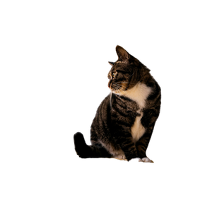 A Cat Sitting On Top Of A Bed Next To A Wall - Cat PNG image with transparent background