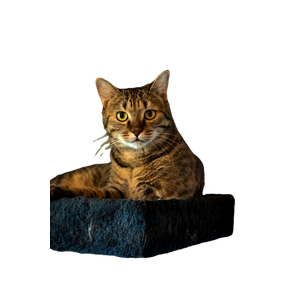 A Cat Sitting On Top Of A Cat Tree - Cat PNG image with transparent background