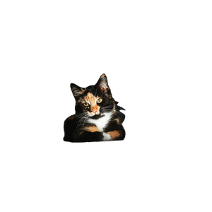 A Cat Sitting On Top Of A Couch In The Dark – cat PNG with transparent background