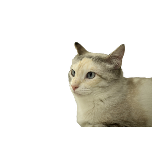 A Cat Sitting On Top Of A Counter Next To A Sink – cat PNG with transparent background