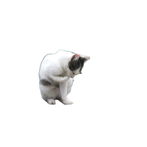 A Cat Sitting On Top Of A Large Rock – cat PNG with transparent background