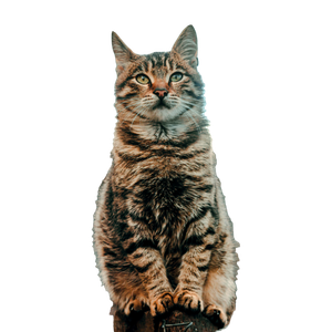 A Cat Sitting On Top Of A Piece Of Wood – cat PNG with transparent background
