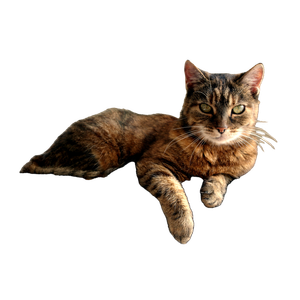 A Cat Sitting On Top Of A Pillow On A Chair – cat PNG with transparent background