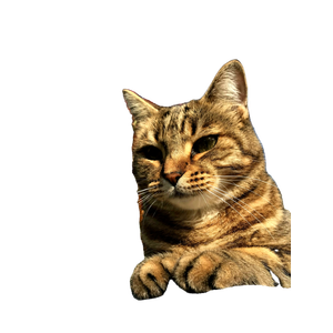 Related cat image: A Cat Sitting On Top Of A Rock Next To A Tree