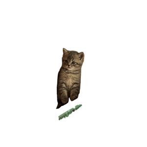 A Cat Sitting On Top Of A Stack Of Books – cat PNG with transparent background