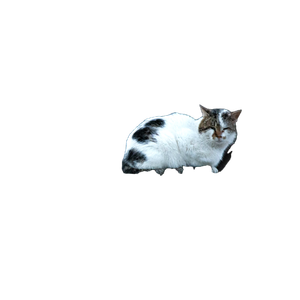 A Cat Sitting On Top Of A Wooden Structure – cat PNG with transparent background