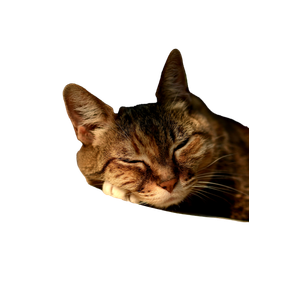 A Cat Sleeping On A Bed With Its Eyes Closed