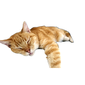 A Cat Sleeping On A Blanket