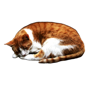 A Cat Sleeping On A Rock - Cat PNG image with transparent background