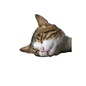 A Cat Sleeping On The Floor Next To A Wall