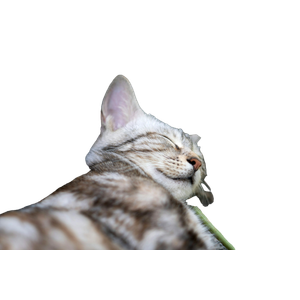 A Cat Sleeping On The Ground Next To A Plant